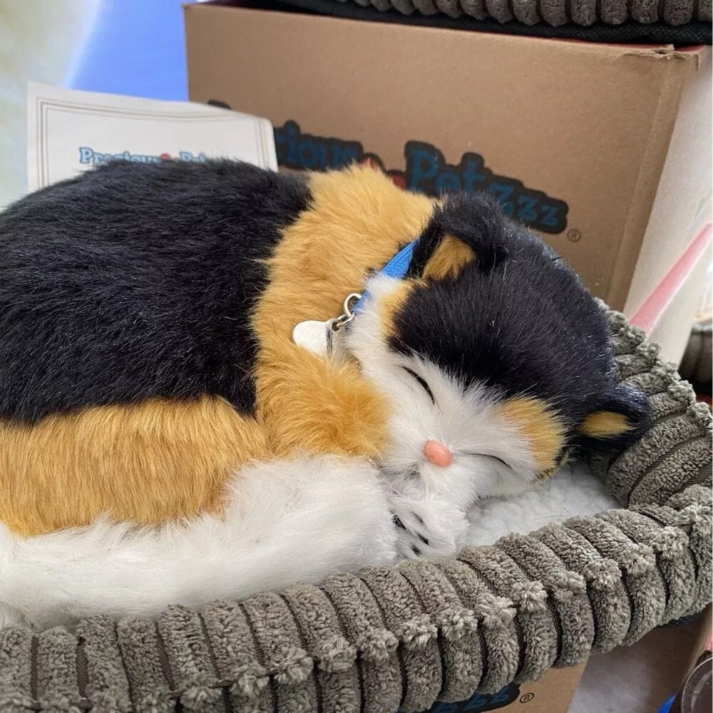 Close-up of a feature of Precious Petzzz Cat.